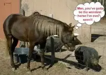weird_horse-11961.webp