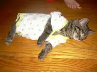 Cat.webp