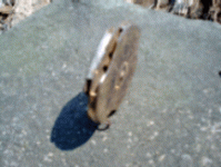 Picture 080_edited3.gif