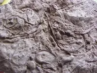 Fossils2.webp