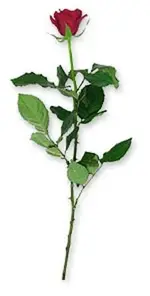Rose.webp