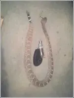 snake.webp