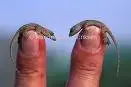 house gecko.webp