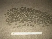 all the quarters.webp