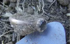 Ring 18k Stone Intraped Use.webp
