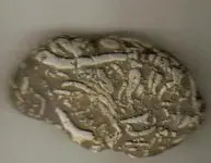 hannahfossil.webp