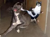 kick-dog.webp