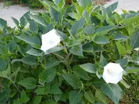 bush_moonflower[1].webp