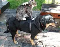 dog-cat.webp