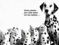 funny-cat-and-dog-picture-dalmation.jpg