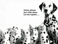 funny-cat-and-dog-picture-dalmation.webp
