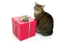 christmas-kitty.webp