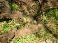 DSCN3974.webp