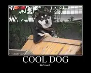 dogy.webp