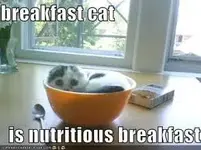cat bowl.webp