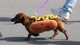 img-hot-dog_183422638724.webp