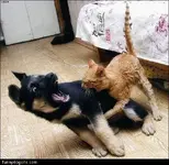 Cat_Attack.webp