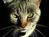 watching.webp