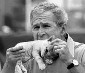 cat food.webp