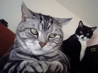 funnycatsgroup2.webp