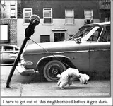 strong_dog.webp