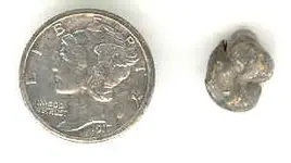 Tooth Cap 2.webp