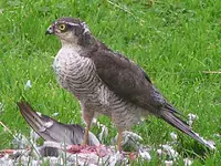 sparrowHawk-01.webp