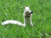 KillerSquirrel2.webp