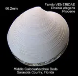 bivalveDosinia.webp