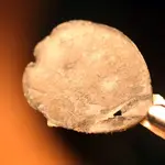 NC FINDS 9-5 003.webp