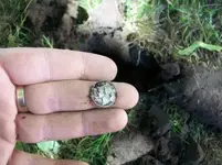 AUG 28 SOLO HUNT SEATED DIMES 005 [].webp