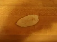 TNet Arrowhead.webp