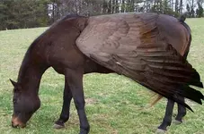 flying horse.webp