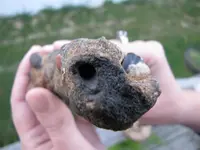 Mysterious black hole and black shell Macro Pic.webp
