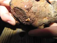 Possible petrified wood close up Macro Pic.webp