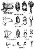 clawcores.webp