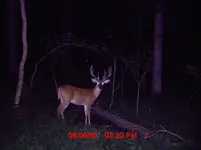 scotty 1.webp