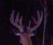 scotty cropped.webp
