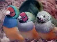 3 of a kind.webp