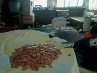 Attys Coins.webp