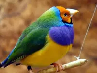 pretty boy.webp