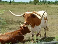 TexasLonghorn608KRudine.webp