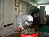 Coins 010.webp