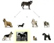 evolution%20dog%20w%20bomb%20best%20best[1].webp