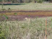 Coyote 002.webp