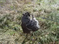wildlife 001.webp