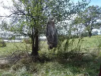 wildlife 002.webp