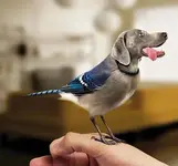 bird dog.webp