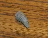 000_0001_00.webp