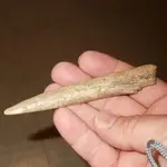 bone all 1.webp